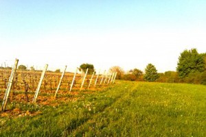 Weinberge2
