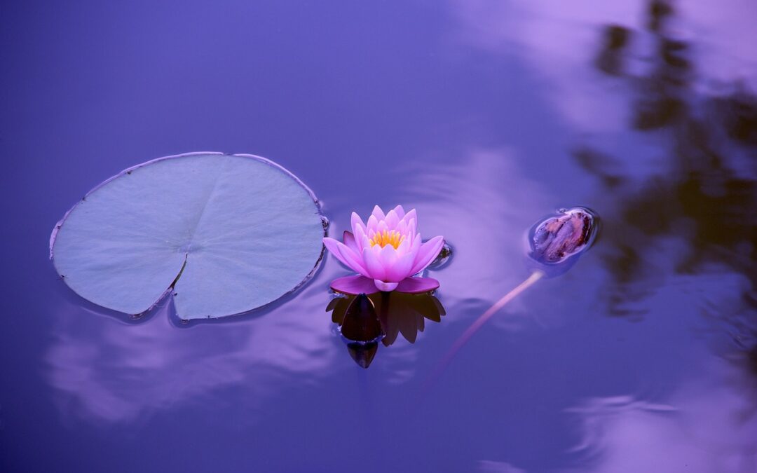 Workshop: Blue Lotus Journey mit Lydia & Martin