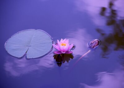 Workshop: Blue Lotus Journey mit Lydia & Martin
