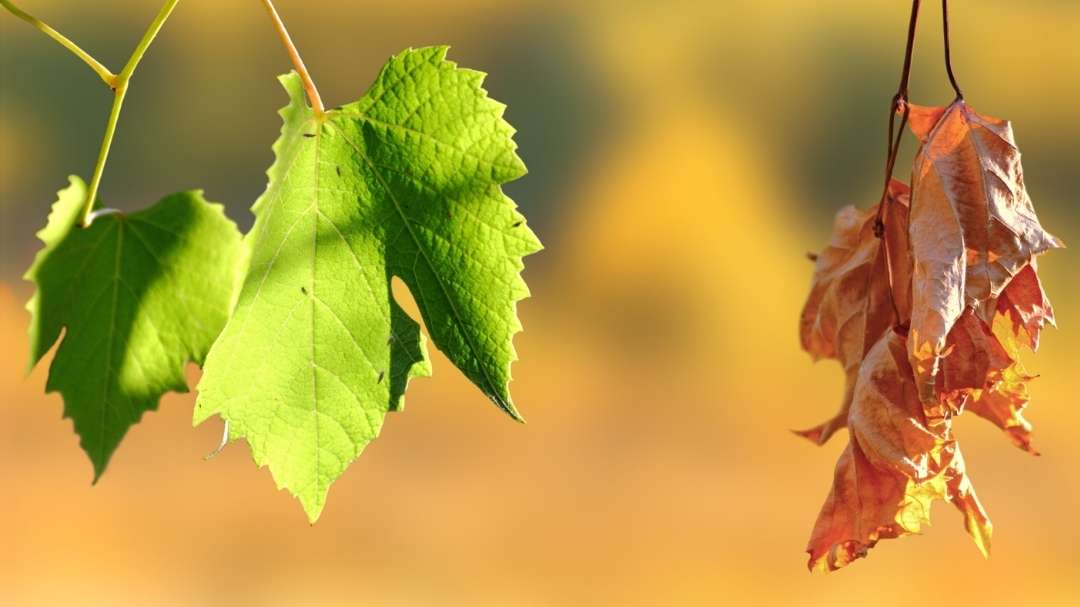 Ayurvedische Coaching- und Gesundheitstrainer-Ausbildung